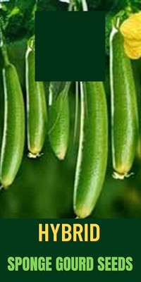 CYBEXIS GBPUT-95 - Desi Taroi/ Sponge Gourd - (300 Seeds) Seed(300 per packet)