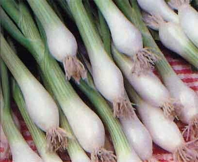Qualtivate RES-1A Onion Green Bunching Great Heirloom Seed(500 per packet)
