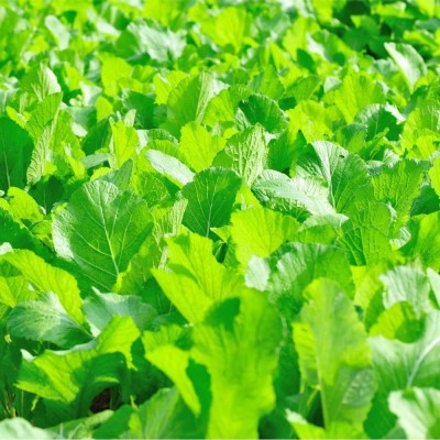 VibeX KGF -54 - Mustard Greens (Florida Broadleaf) - (2250 Seeds) Seed(2250 per packet)