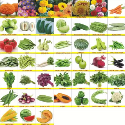 GROW-N-KNOW VEGETABLE Seed(2000 per packet)