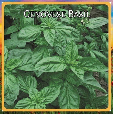 CYBEXIS TLX-92 - Sweet Large Leaf Basil - (4500 Seeds) Seed(4500 per packet)