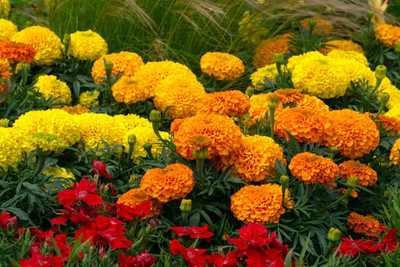shayama marigold/gende ka phool flower seeds Seed(75 per packet)