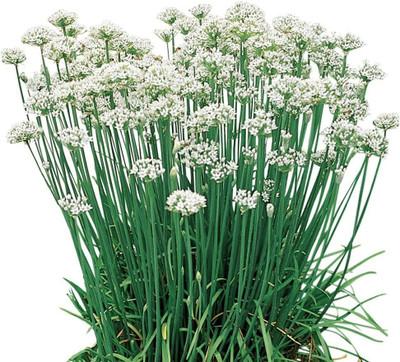 CYBEXIS KGF -37 - Garlic(Chinese) chives - (750 Seeds) Seed(750 per packet)