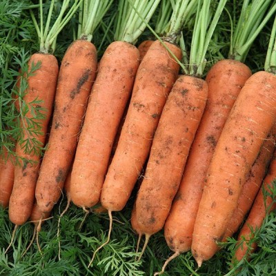 KNESSiN Carrot Nazareth[500 Seeds] Seed(500 per packet)