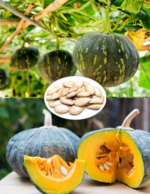 Seedsilk Store Desi Pumpkin For Planting Seed(10 per packet)
