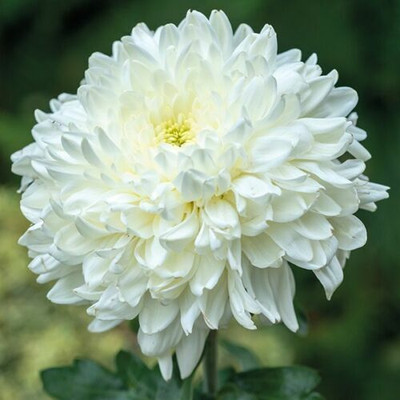 Liance Chrysanthemum Flower Seed(100 per packet)