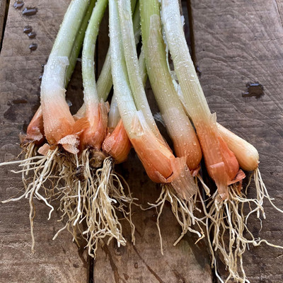 KNESSiN F1 Hybrid Welsh Bunching Onion Vegetable Seeds For Planting-(1200 Seeds) Seed(1200 per packet)