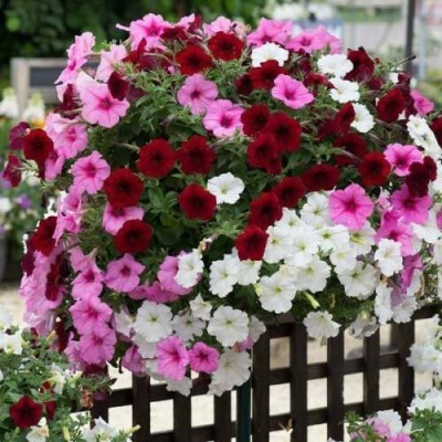 Mozette Exotic petunia Seed(39 per packet)