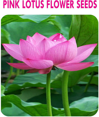 KANAYA Kamal Seed(18 per packet)
