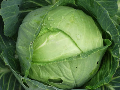 WILLVINE AGRI -VIII Vegetable Cabbage Green Late [10g] Seed(3000 per packet)