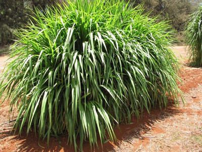 Vida Verde grass seeds for animals, Multicutting grass seeds, sudan grass, napier Seed(2600 per packet)