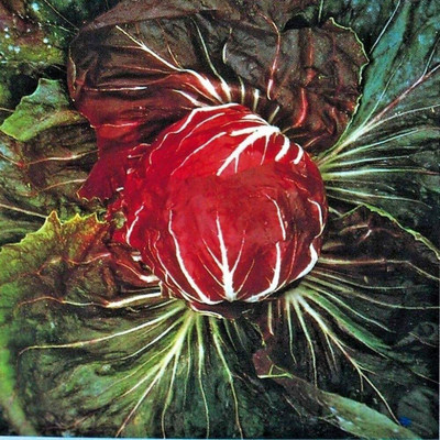 CYBEXIS High Germination Seeds of Vegetable Radicchio Cabbage2000 Seeds Seed(2000 per packet)