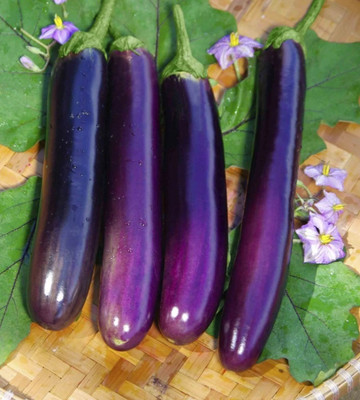 UGRA Brinjal Seed(4000 per packet)