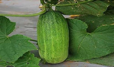 CRGO CUCUMBER , KHEERA Seed(40 per packet)