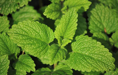 XOLDA Organic lemon balm herb Seed(39 per packet)