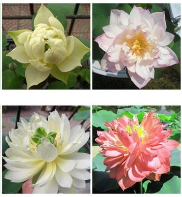 VibeX PUAS-94 - Lotus for Planting - (270 Seeds) Seed(270 per packet)