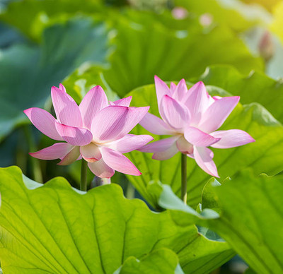OMOM lotus,kamal gatta Seed(14 per packet)