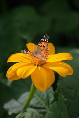 Quentova Tithonia rotundifolia, 'Yellow Torch' Seed(100 per packet)