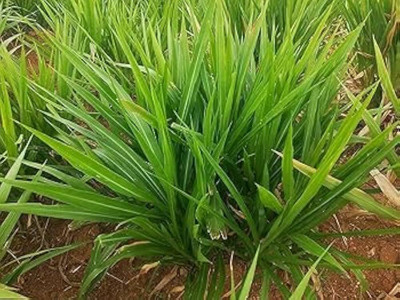 BJUBASPLANT napier grass stick for planting pac of 79 Seed(79 per packet)