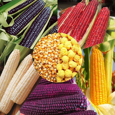 WILLVINE MAH -X 6 Type Mix Corn Seeds for Planting-[100g] Seed(400 per packet)