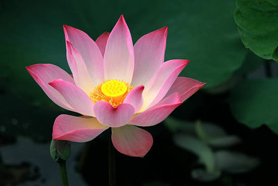 VINSIN lotus,kamal gatta Seed(14 per packet)
