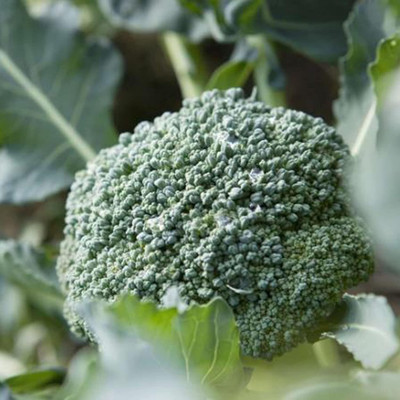 WILLVINE AGRI -X Chinese Broccoli Seeds Heirloom [2.5g] Seed(750 per packet)