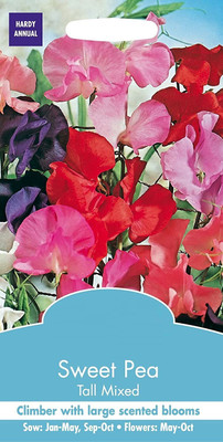 CYBEXIS Sweet Pea 'Spencer Mixed' Seed Seed(50 per packet)