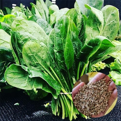DEYS AGRO ™ spinach or palak seeds,vegetable Seed(310 per packet)