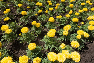 ZAKSCO BIZWORTH marigold/gende ka phool flower seeds Seed(50 per packet)