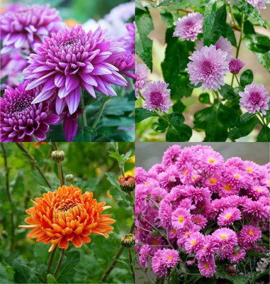 ibains Guldaudi flower mix seed beez 26 Seed(26 per packet)