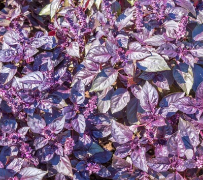 Glance BASIL RED Ocimum basilicum purpurascens Seed(250 per packet)