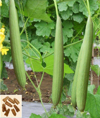 Qualtivate HUA-1A Sponge Gourd - High Yielding Seed(50 per packet)