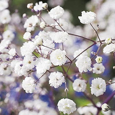 ACCELCROP Gypsophila Mix Color Flower Seed(84 per packet)