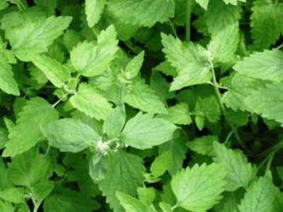 CYBEXIS LX-47 - Cat Mint Catwort Catswort Catnip - (1500 Seeds) Seed(1500 per packet)