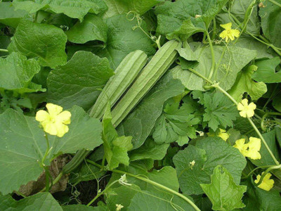 KANAYA Dhari Tori Vegetable Seed(15 per packet)