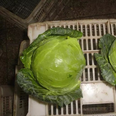 MYLAWN Green Cabbage Seed(100 per packet)