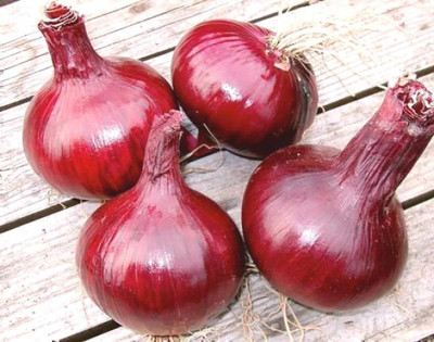 Quentova Dark Red Onion-PALLAV-3E Seed(250 per packet)