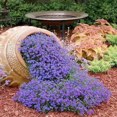 CYBEXIS XL-12 - Wooly Creeping Thymus - (1350 Seeds) Seed(1350 per packet)