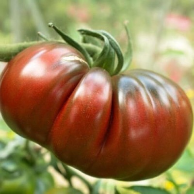 ActrovaX Vegetable - Tomato - Black Russian [10gm Seeds] Seed(10 g)