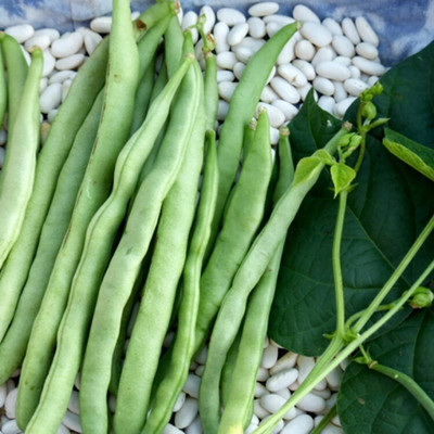 Flipkart SmartBuy Beans Plant Seed(20 per packet)