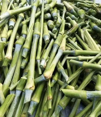 Nak HYBRID SUPER NAPIER MULTICUT GRASS FODDERS STICKS Seed(30 per packet)