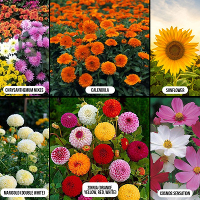 BHAUVY Flower Seeds – Chrysanthemum, Calendula, Sunflower, Marigold, Zinnia & Cosmos Seed(6 per packet)