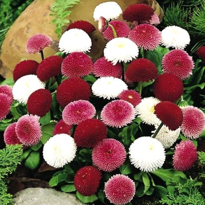 Epazo Daisy Seed(70 per packet)