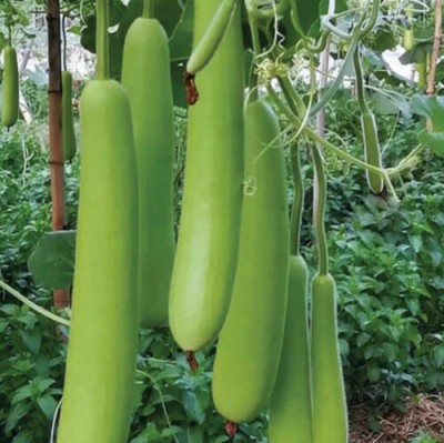 Avysa Long Gourd Dudhi Zucca Lauki Seed(150 per packet)