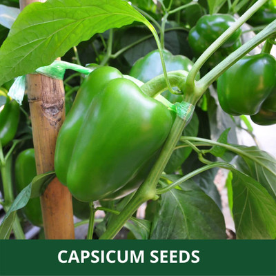 Qualtivate RES-6A Natural Green Capsicum Seeds Seed(100 per packet)