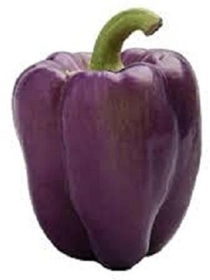 VibeX ® VLR-403 Capsicum Purple / Bell Papper F1 Hybrid Seeds Seed(200 per packet)