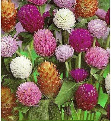 VibeX ATS-50 - Globe Amaranth Mix Flower Gomphrena - (540 Seeds) Seed(540 per packet)