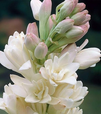 Eroyz Tuberose Bulb, Rajani Gandha Bulb Seed(6 per packet)