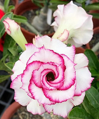 Qualtivate XLR-503 Desert Rose (Adenium Obesum) Fresh Seeds Seed(30 per packet)