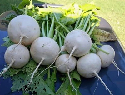 Quentova Turnip Egg white-HUA-66F Seed(300 per packet)